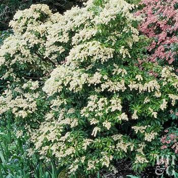 Pieris Japonica Avalanche - View 8 from www redcrocus com