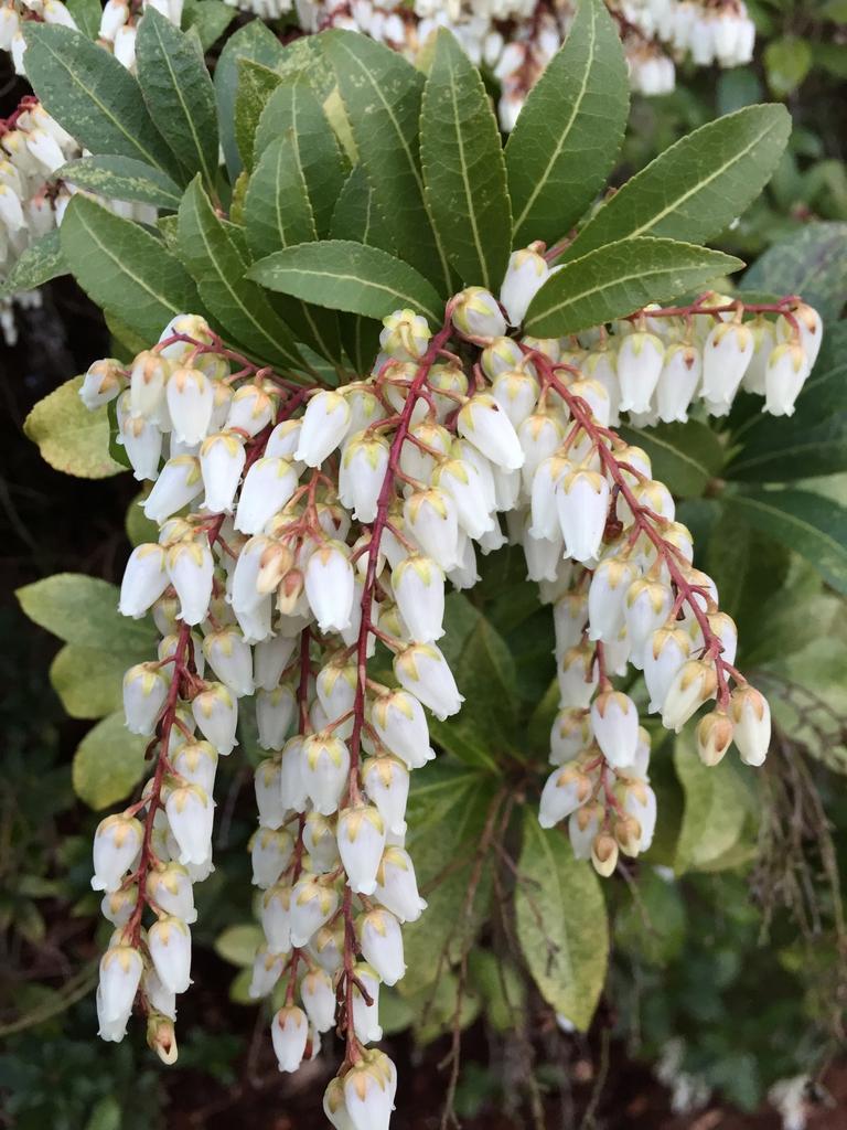 Pieris Japonica Avalanche - View 9 from www redcrocus com