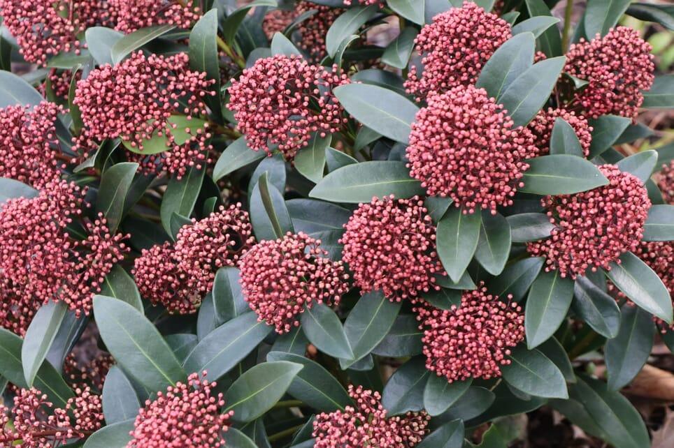 Skimmia Japonica Female - View 14 from www redcrocus com