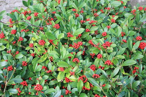 Skimmia Japonica Female - View 15 from www redcrocus com