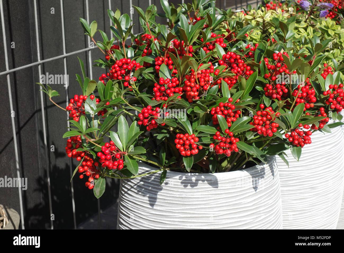 Skimmia Japonica Female - View 17 from www redcrocus com