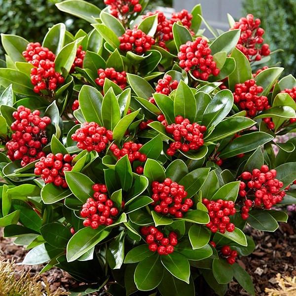 Skimmia Japonica Female - View 1 from www redcrocus com