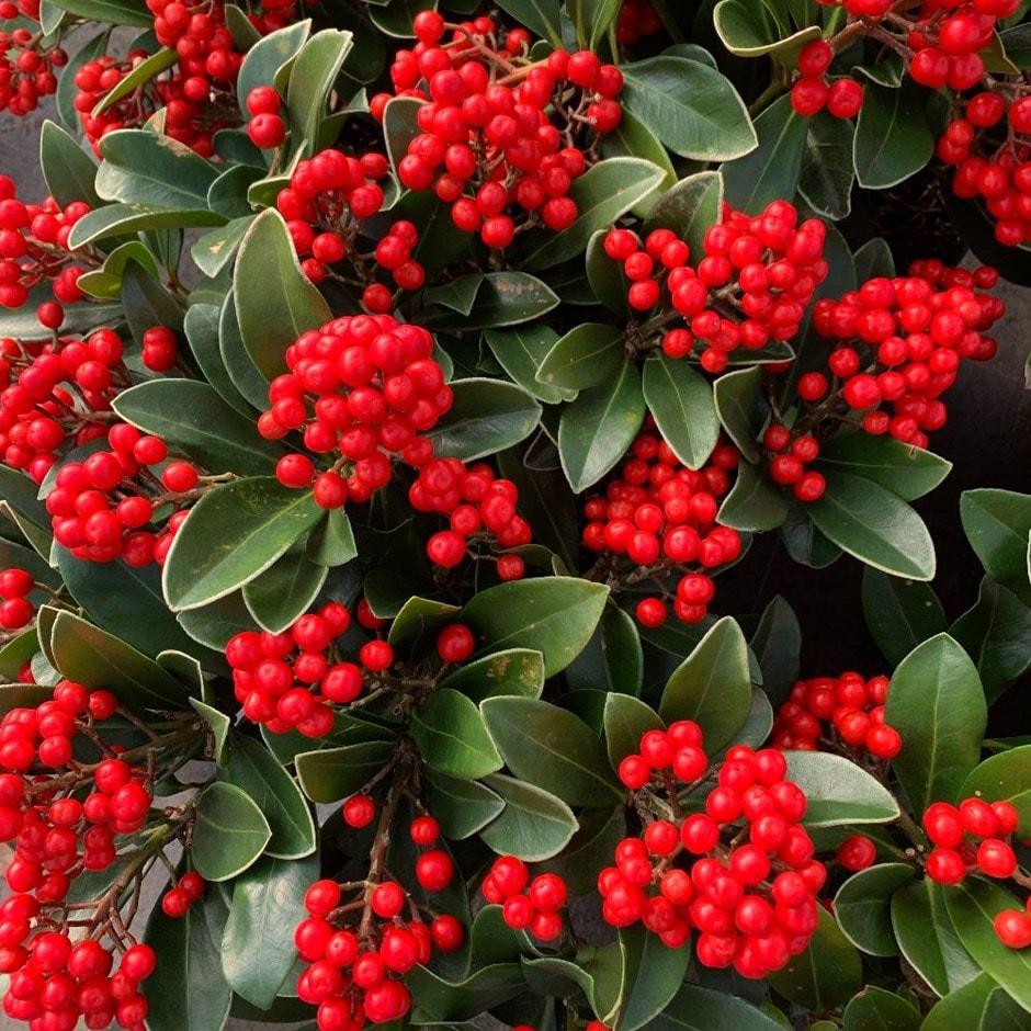 Skimmia Japonica Female - View 4 from www redcrocus com