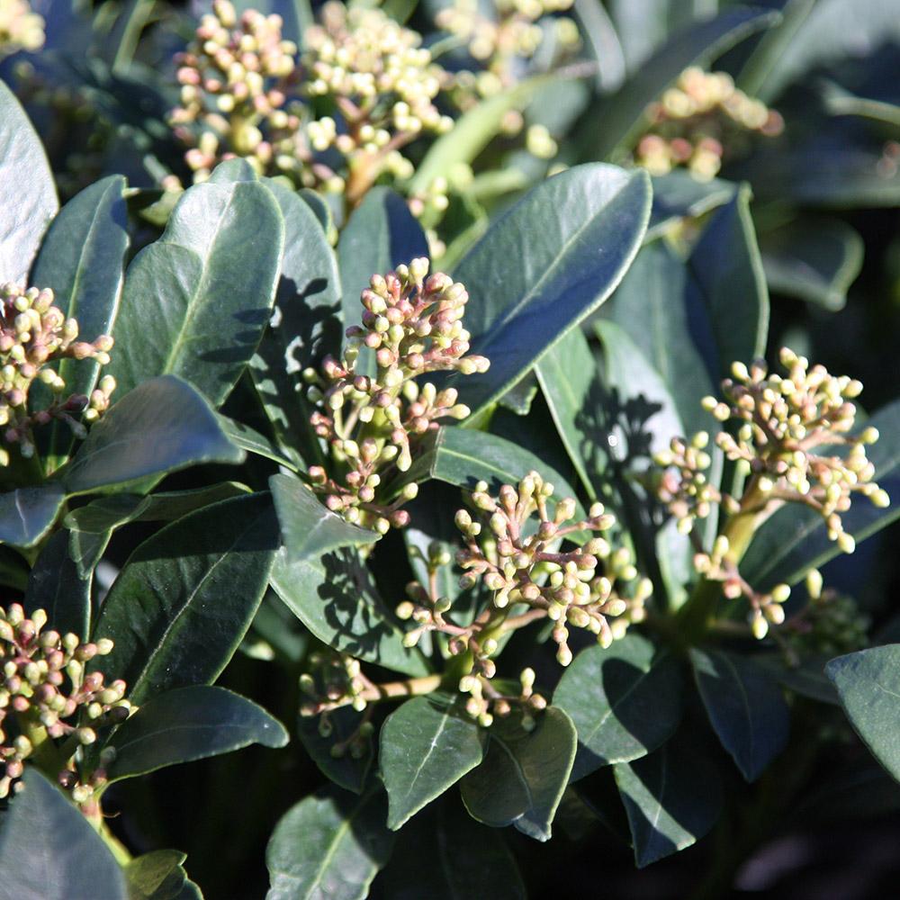 Skimmia Japonica Female - View 5 from www redcrocus com