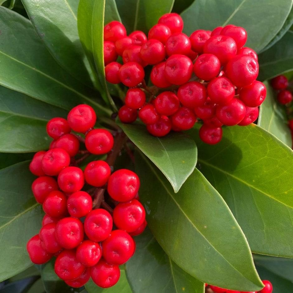 Skimmia Japonica Female - View 6 from www redcrocus com