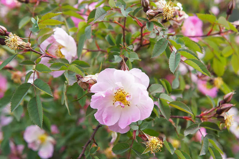 Rosa Palustris - View 10 from www redcrocus com