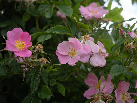 Rosa Palustris - View 11 from www redcrocus com