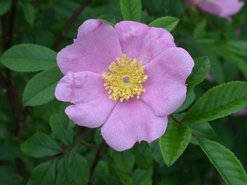 Rosa Palustris - View 12 from www redcrocus com