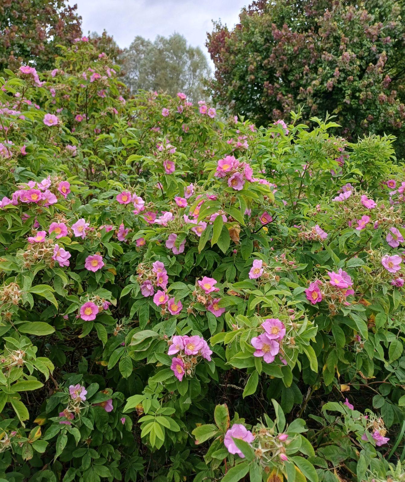 Rosa Palustris - View 13 from www redcrocus com