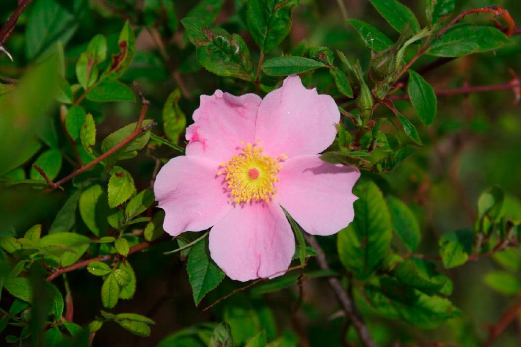 Rosa Palustris - View 14 from www redcrocus com