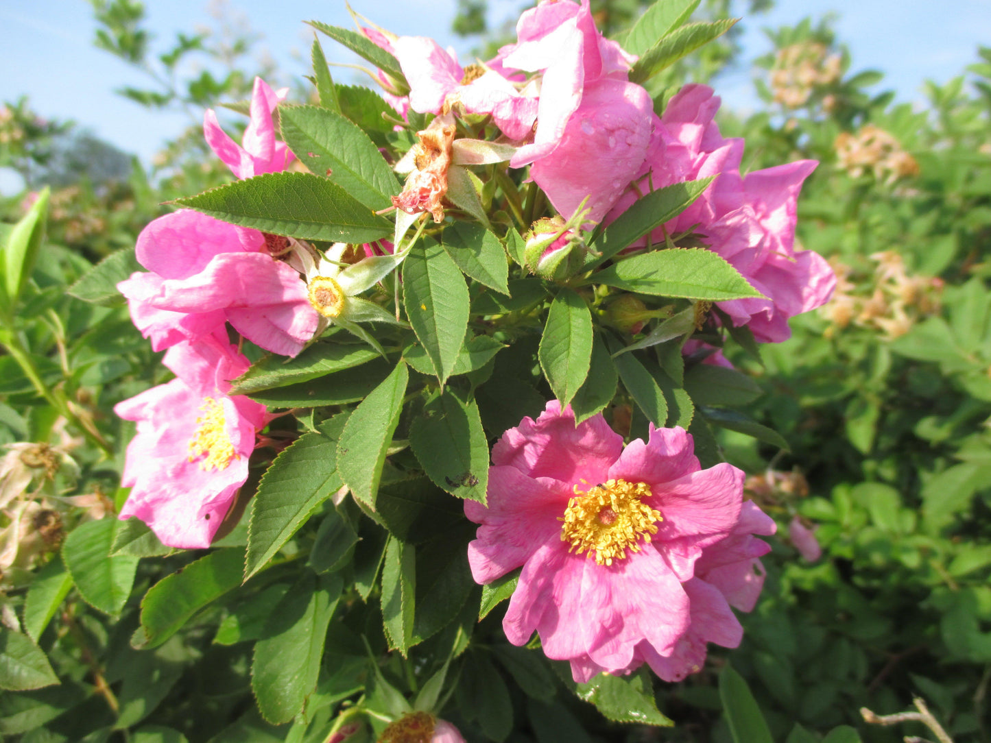 Rosa Palustris - View 15 from www redcrocus com