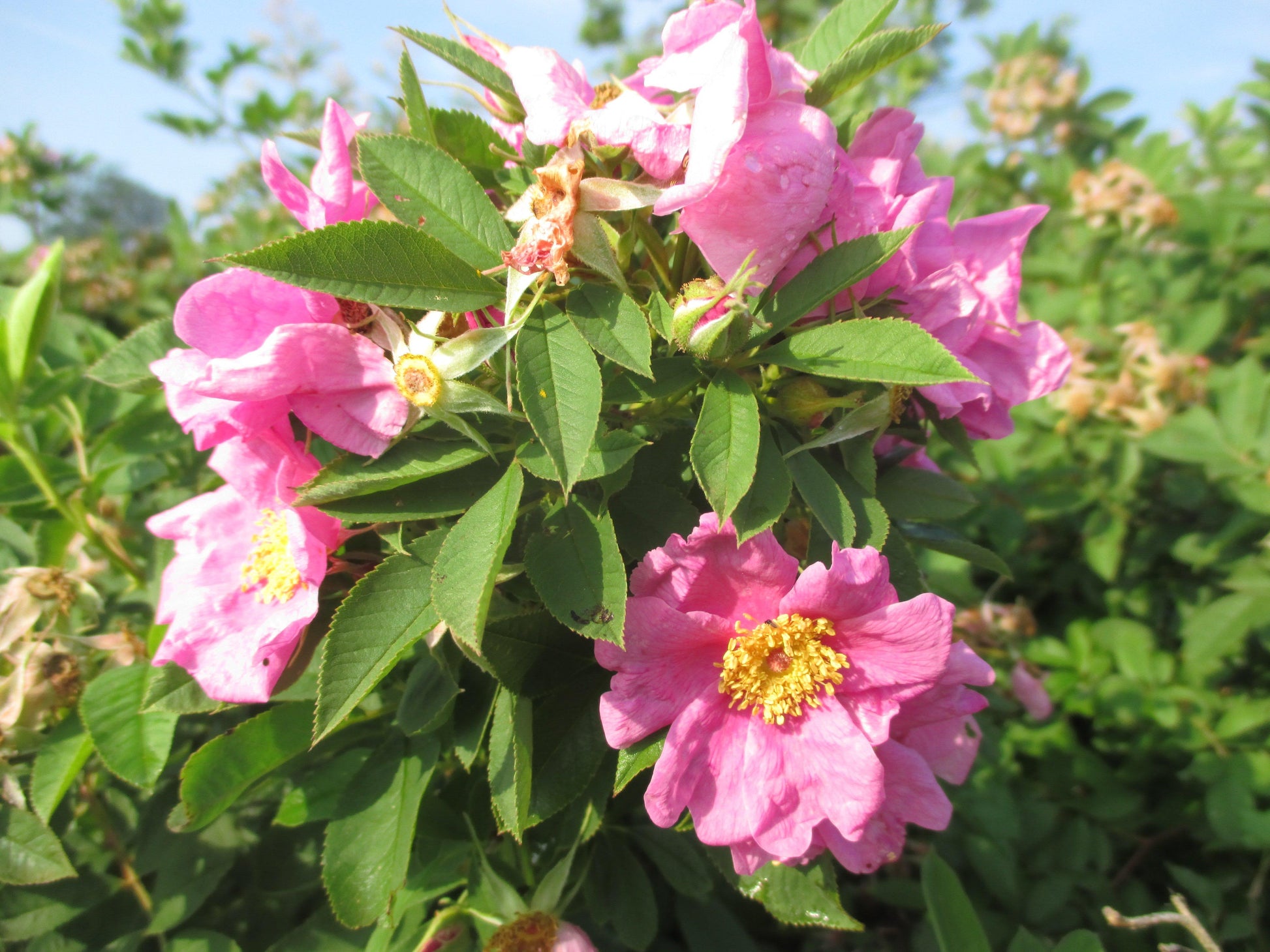 Rosa Palustris - View 15 from www redcrocus com