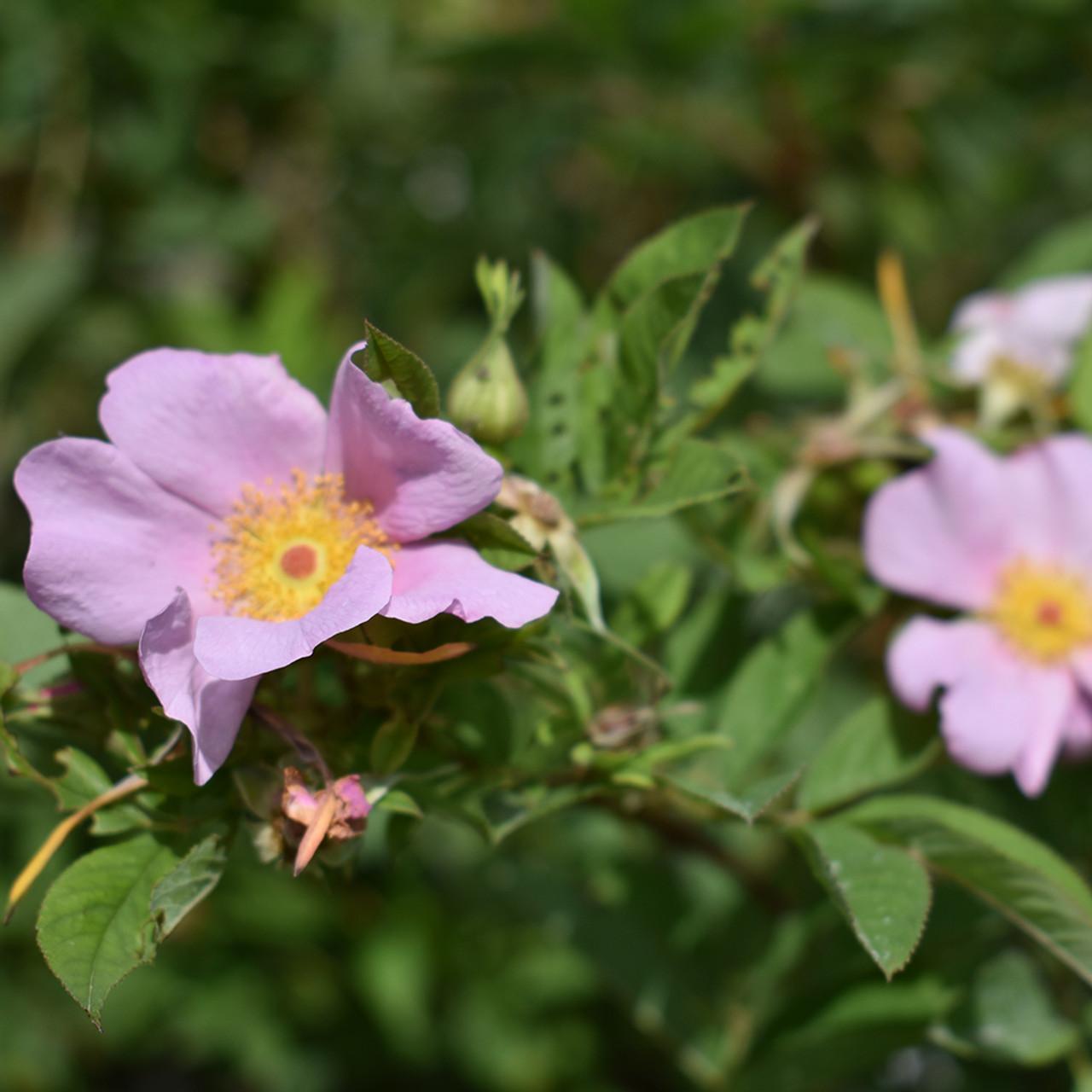 Rosa Palustris - View 16 from www redcrocus com