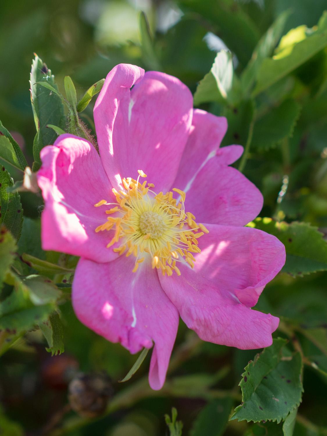 Rosa Palustris - View 17 from www redcrocus com