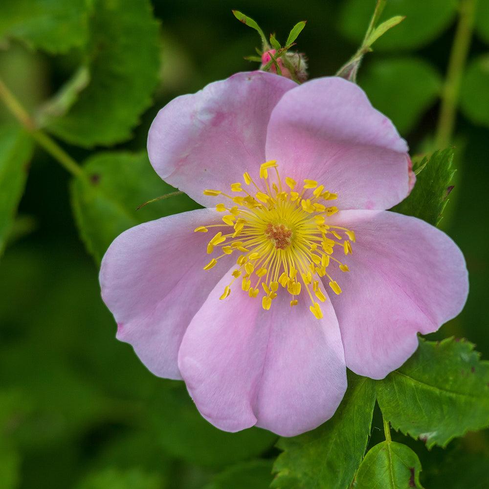 Rosa Palustris - View 19 from www redcrocus com