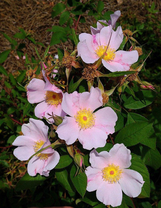 Rosa Palustris - View 1 from www redcrocus com