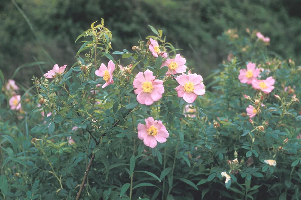 Rosa Palustris - View 2 from www redcrocus com