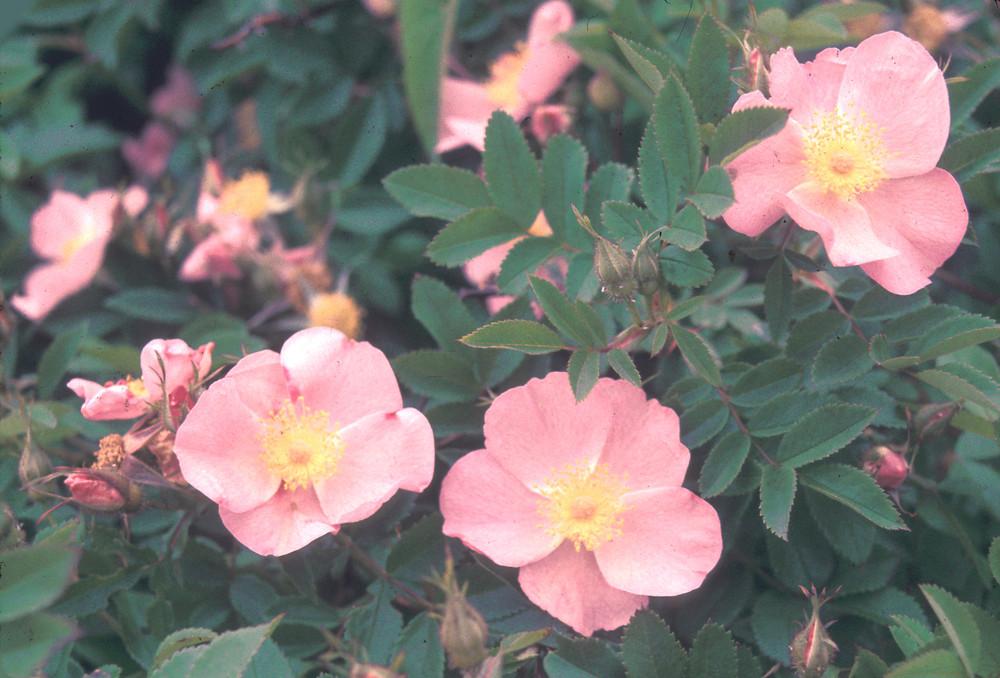 Rosa Palustris - View 3 from www redcrocus com