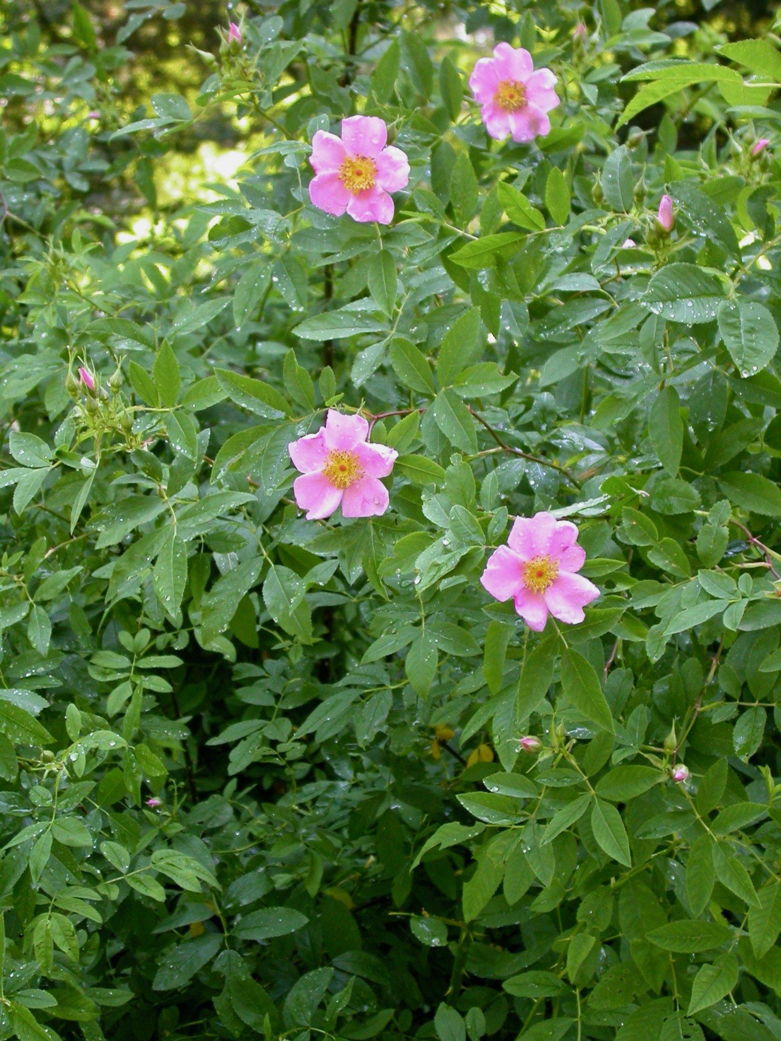 Rosa Palustris - View 4 from www redcrocus com