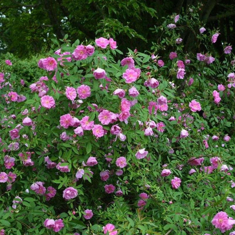 Rosa Palustris - View 6 from www redcrocus com