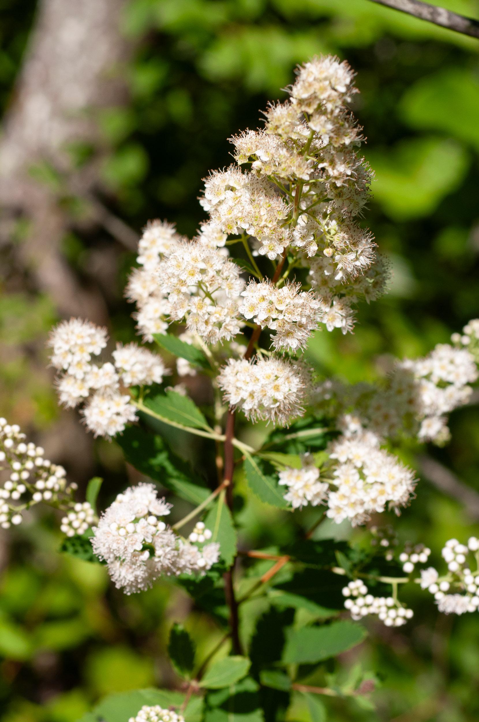 Spirea Alba - View 10 from www redcrocus com