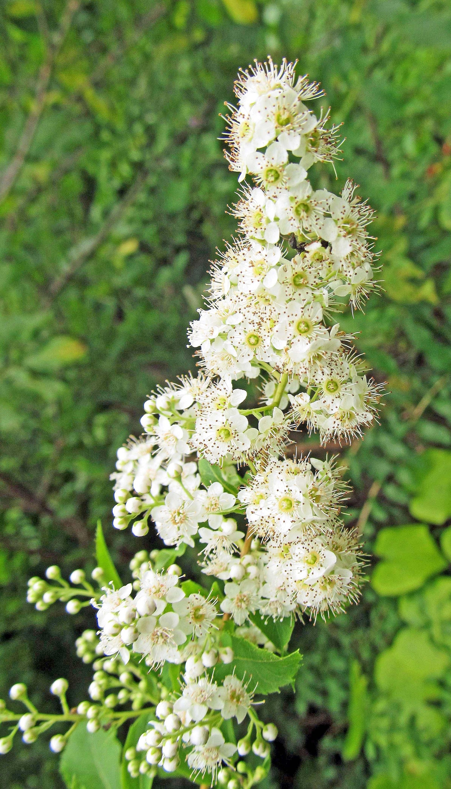Spirea Alba - View 13 from www redcrocus com