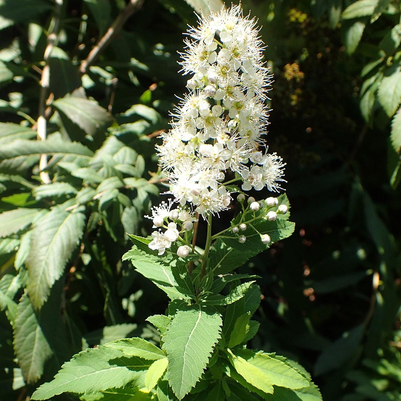 Spirea Alba - View 14 from www redcrocus com