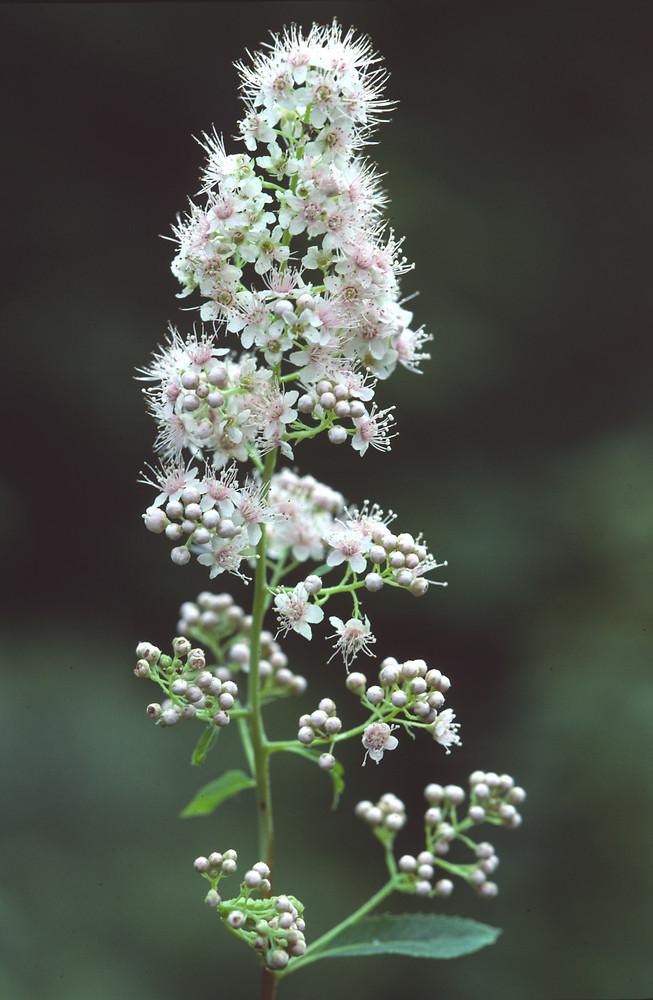 Spirea Alba - View 15 from www redcrocus com