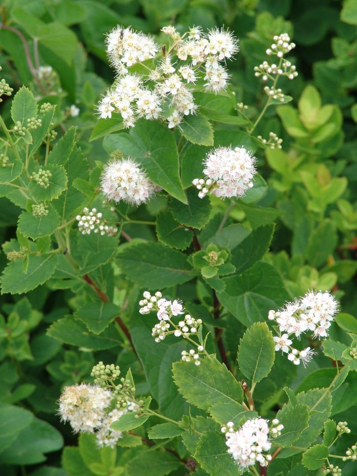 Spirea Alba - View 16 from www redcrocus com