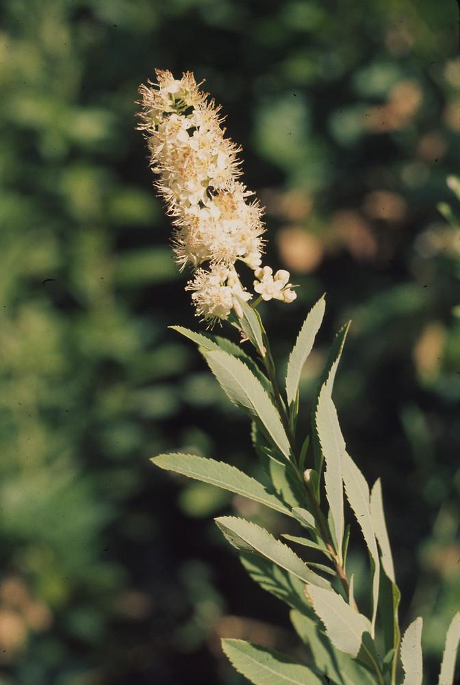 Spirea Alba - View 17 from www redcrocus com