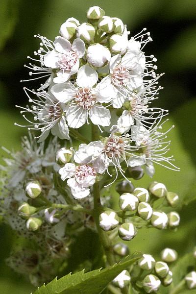 Spirea Alba - View 18 from www redcrocus com