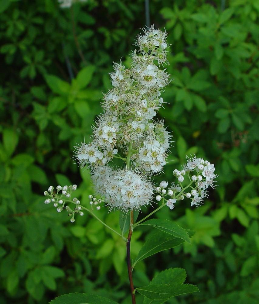 Spirea Alba - View 19 from www redcrocus com