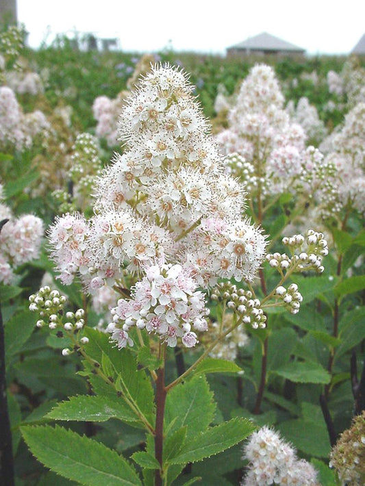 Spirea Alba - View 1 from www redcrocus com