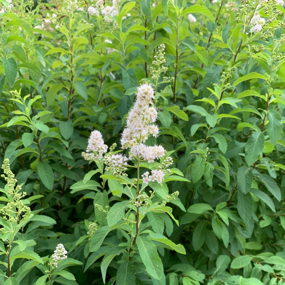 Spirea Alba - View 3 from www redcrocus com