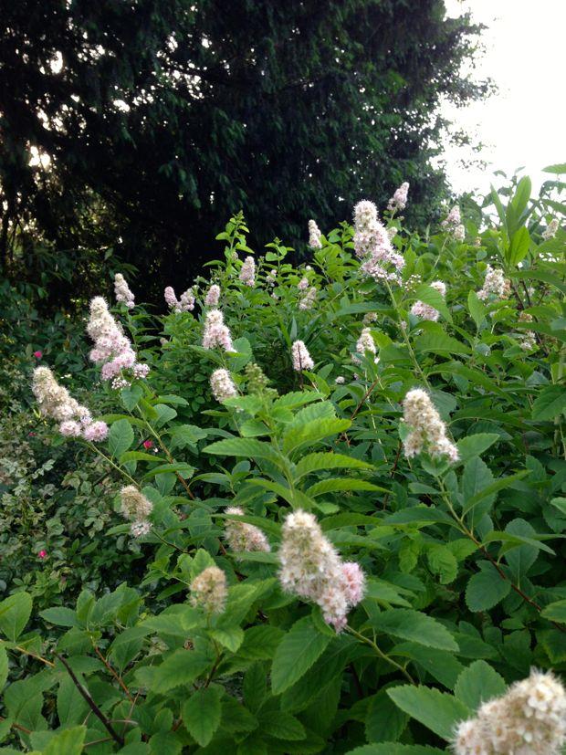 Spirea Alba - View 4 from www redcrocus com