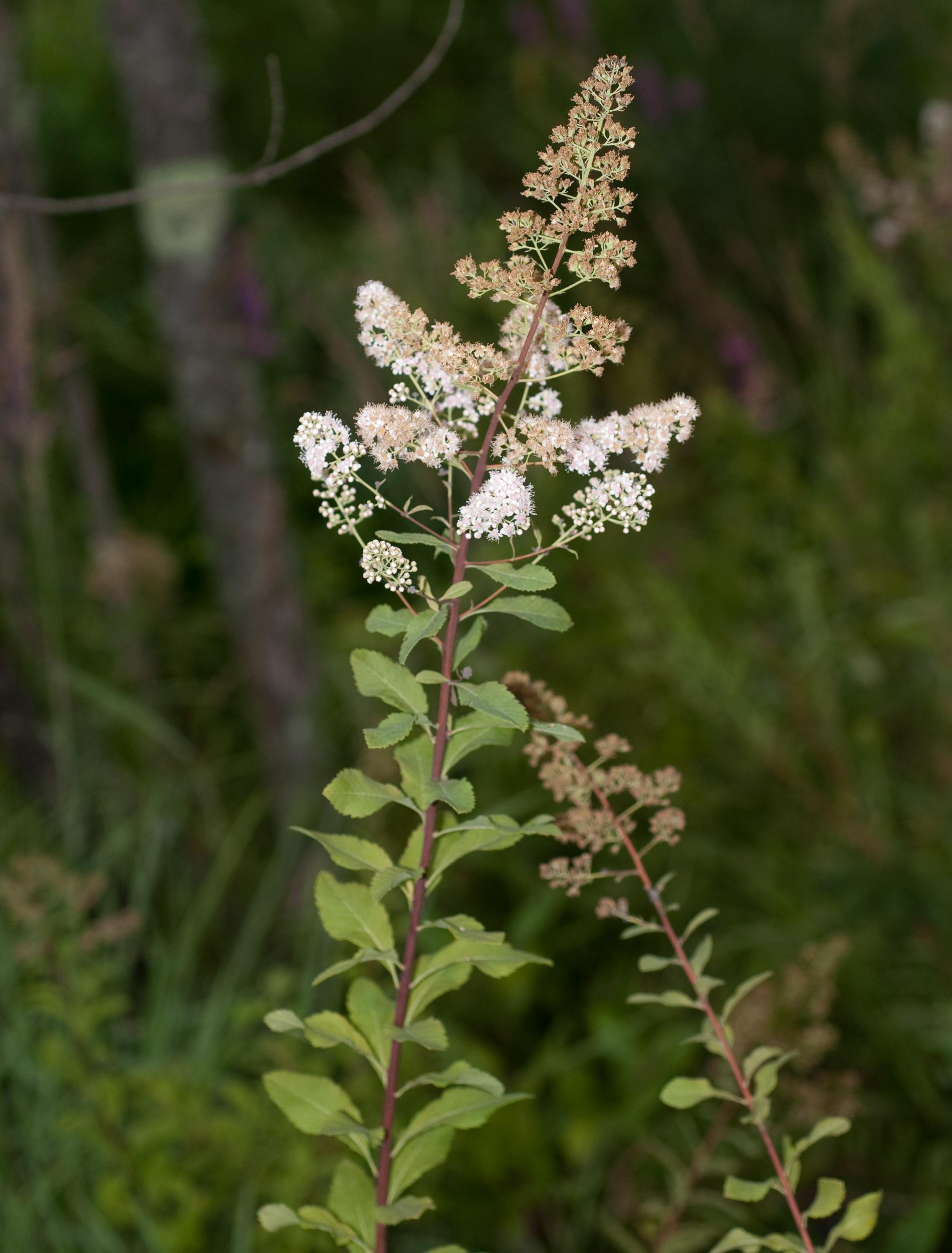 Spirea Alba - View 5 from www redcrocus com