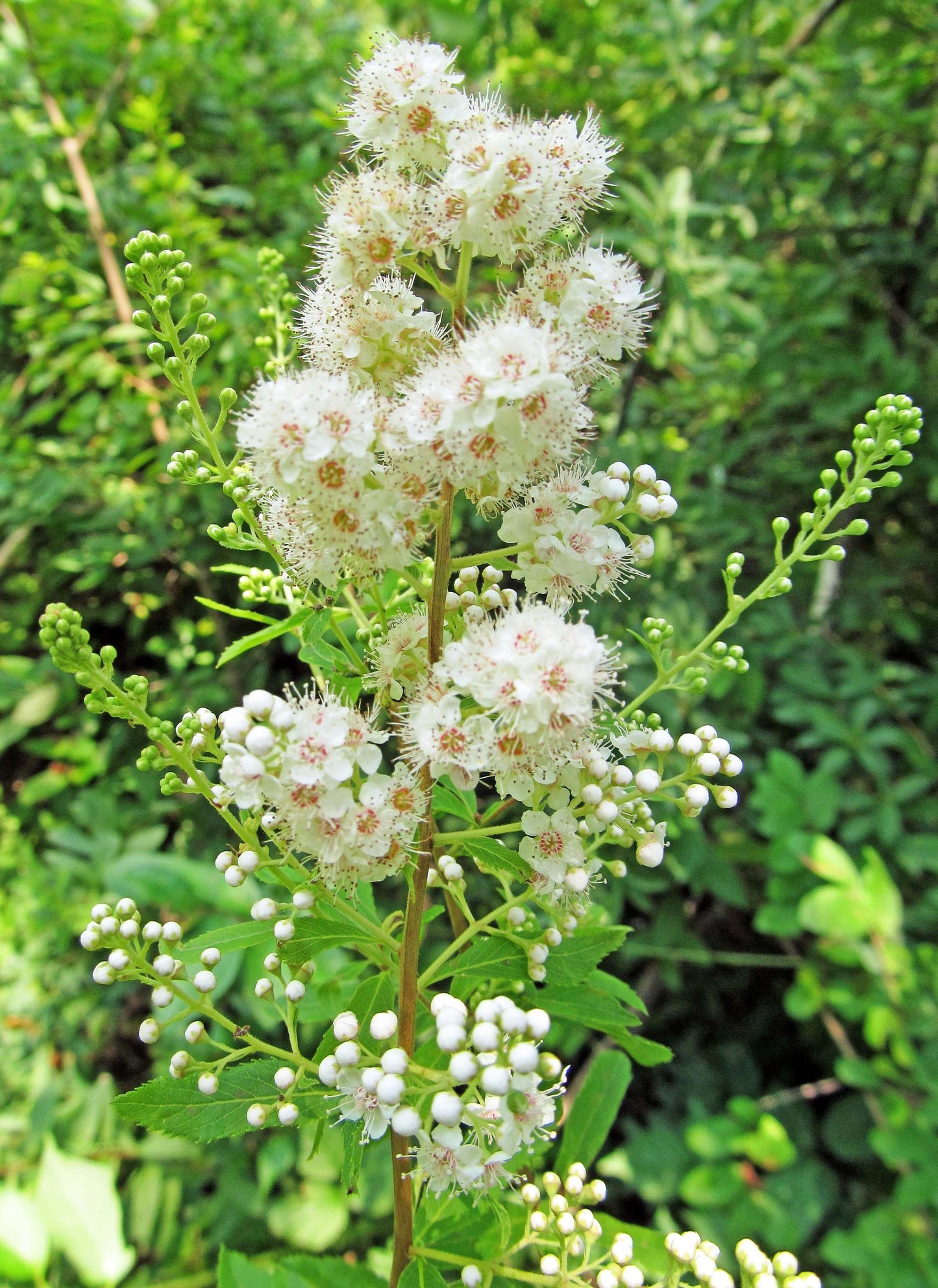 Spirea Alba - View 6 from www redcrocus com