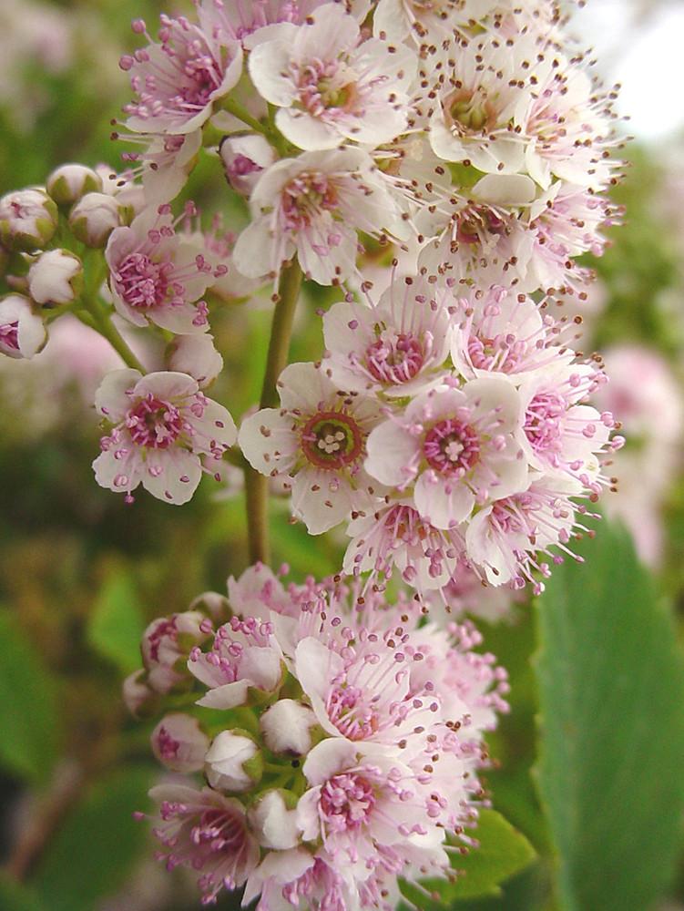 Spirea Alba - View 7 from www redcrocus com