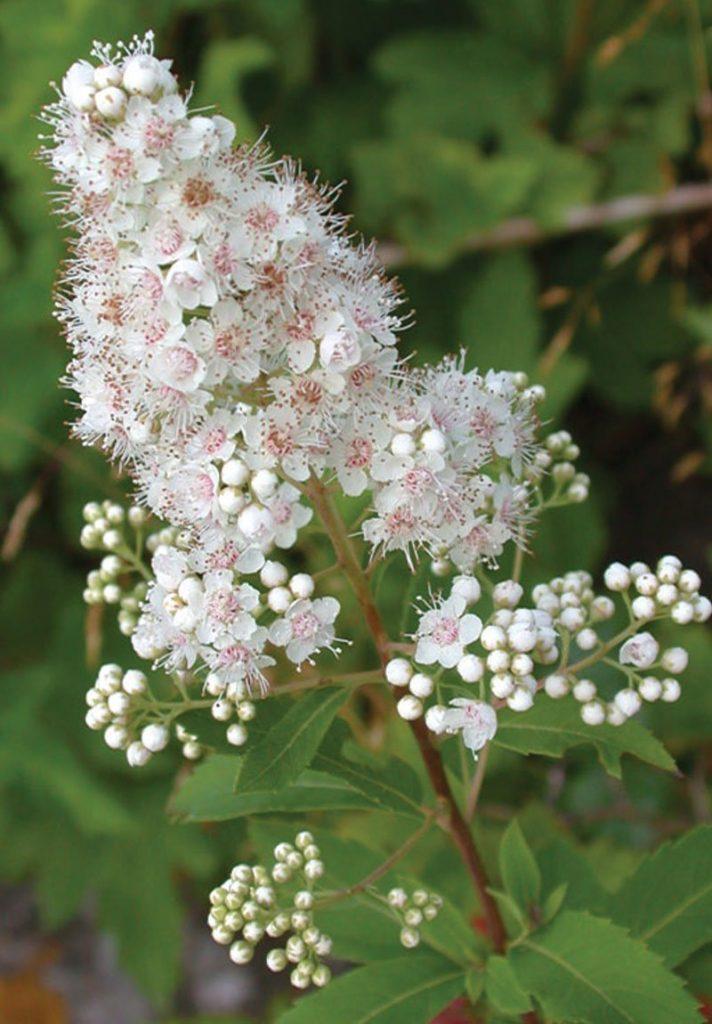 Spirea Alba - View 8 from www redcrocus com
