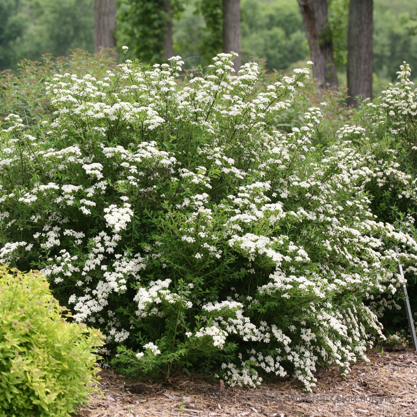 Spirea Alba - View 9 from www redcrocus com