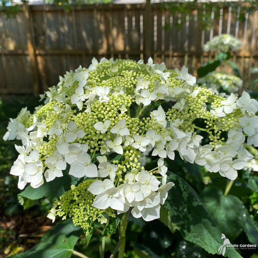 Hydrangea Arborescens - View 10 from www redcrocus com