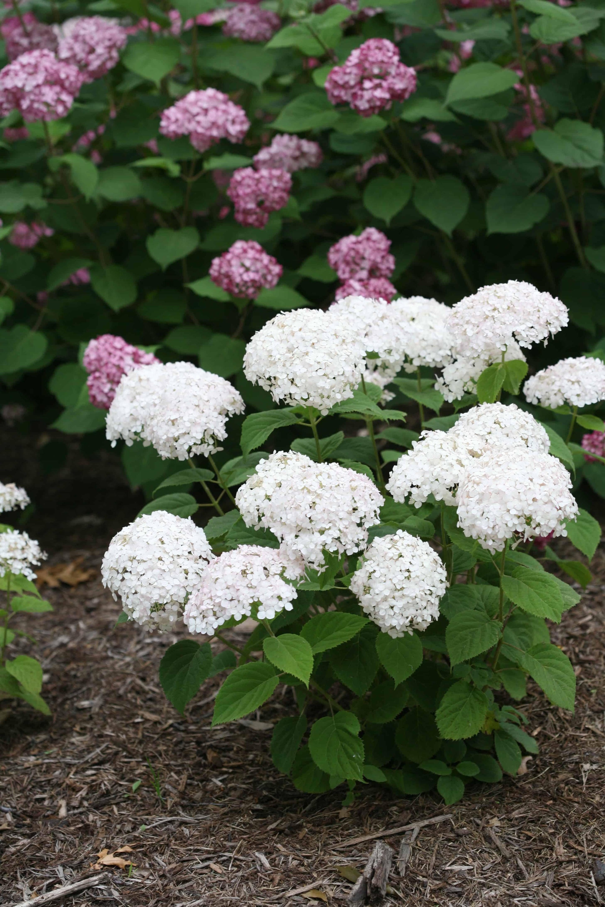 Hydrangea Arborescens - View 11 from www redcrocus com