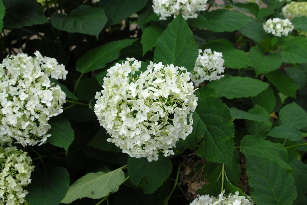 Hydrangea Arborescens - View 13 from www redcrocus com