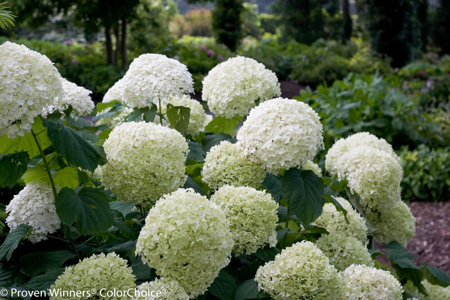 Hydrangea Arborescens - View 14 from www redcrocus com