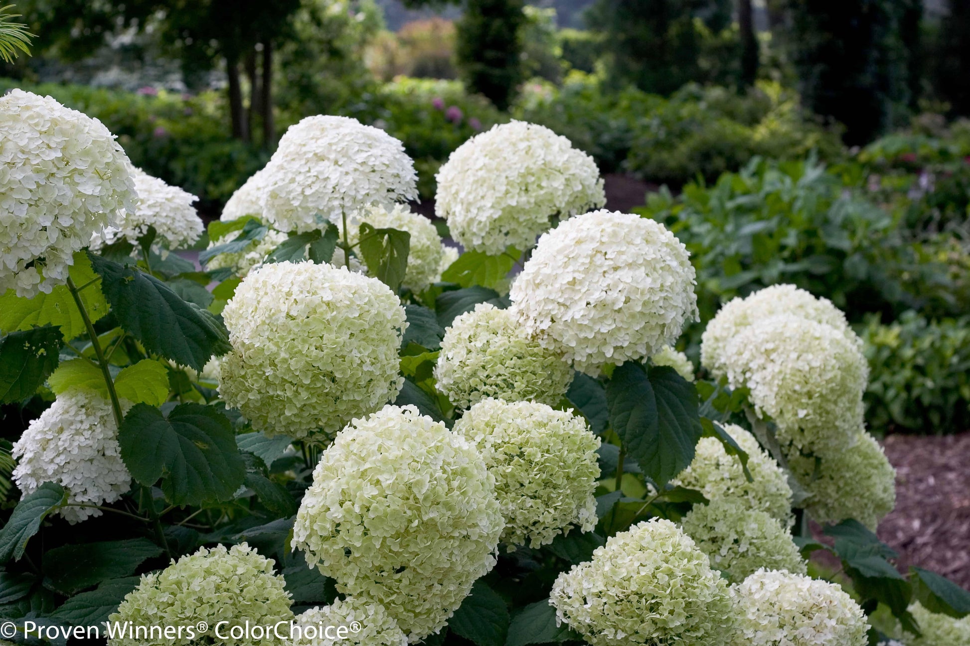 Hydrangea Arborescens - View 14 from www redcrocus com