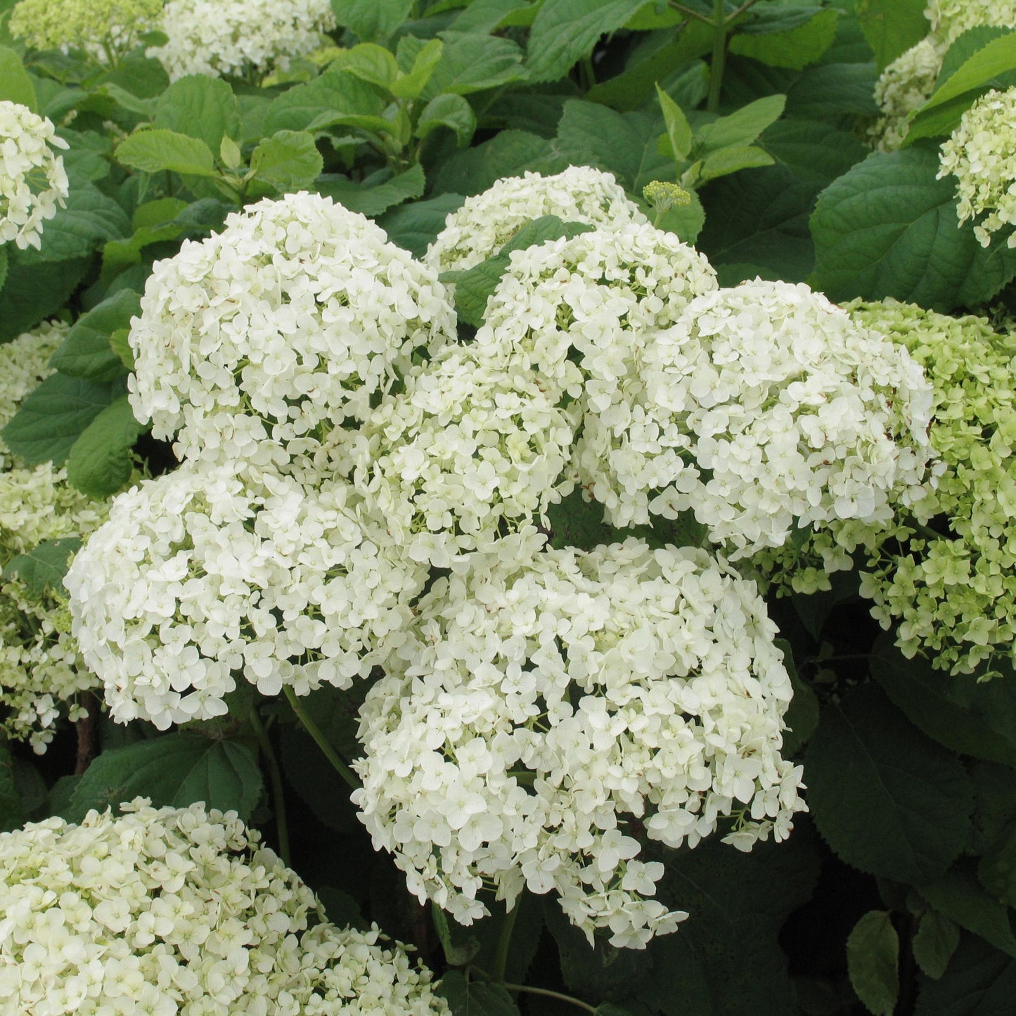 Hydrangea Arborescens - View 15 from www redcrocus com