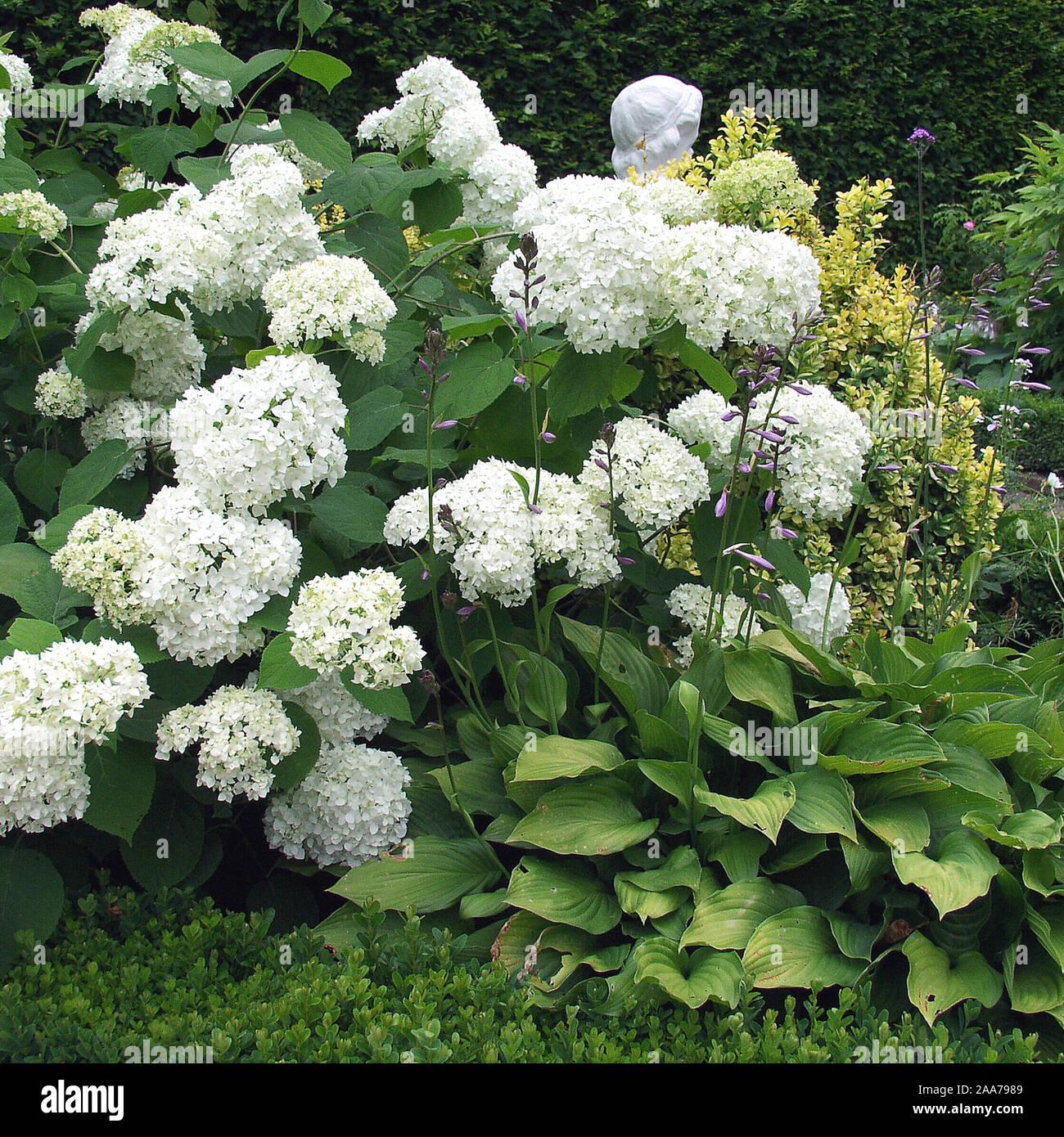 Hydrangea Arborescens - View 16 from www redcrocus com