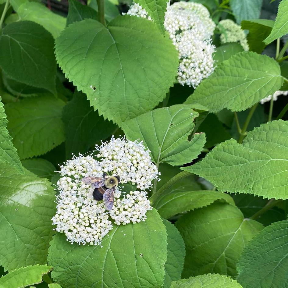 Hydrangea Arborescens - View 18 from www redcrocus com