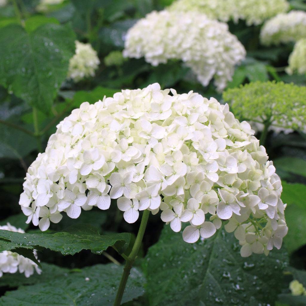 Hydrangea Arborescens - View 19 from www redcrocus com