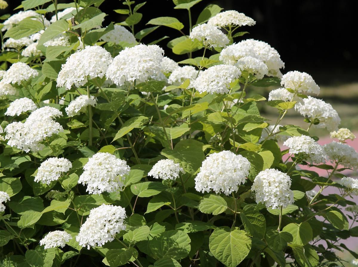 Hydrangea Arborescens - View 1 from www redcrocus com